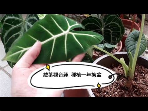 觀音蓮 分株 變電器變壓器